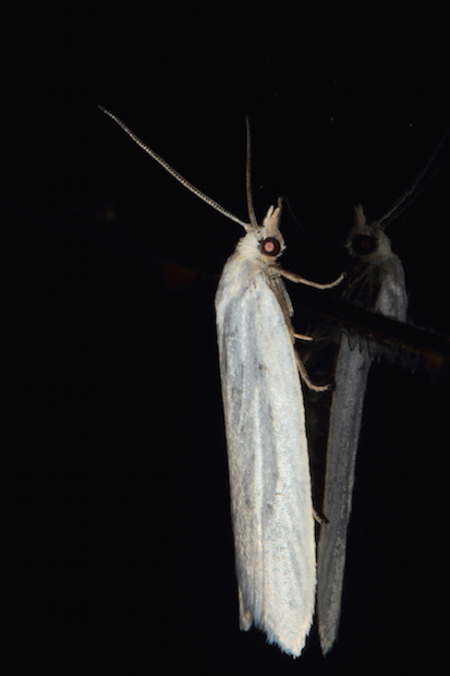 Tortricidae - Eana argentana